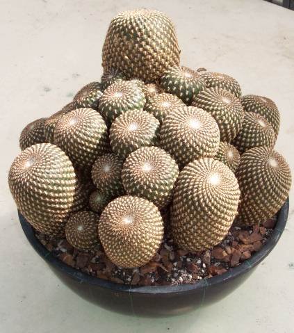 Sulcorebutia_arenacea